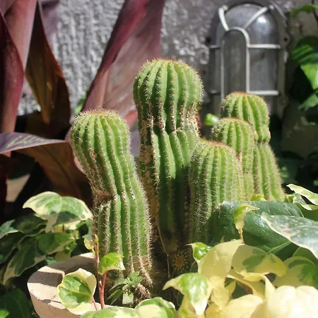 Affittacamere And With A Swimming Pool Cavtat, Dubrovnik - 4733